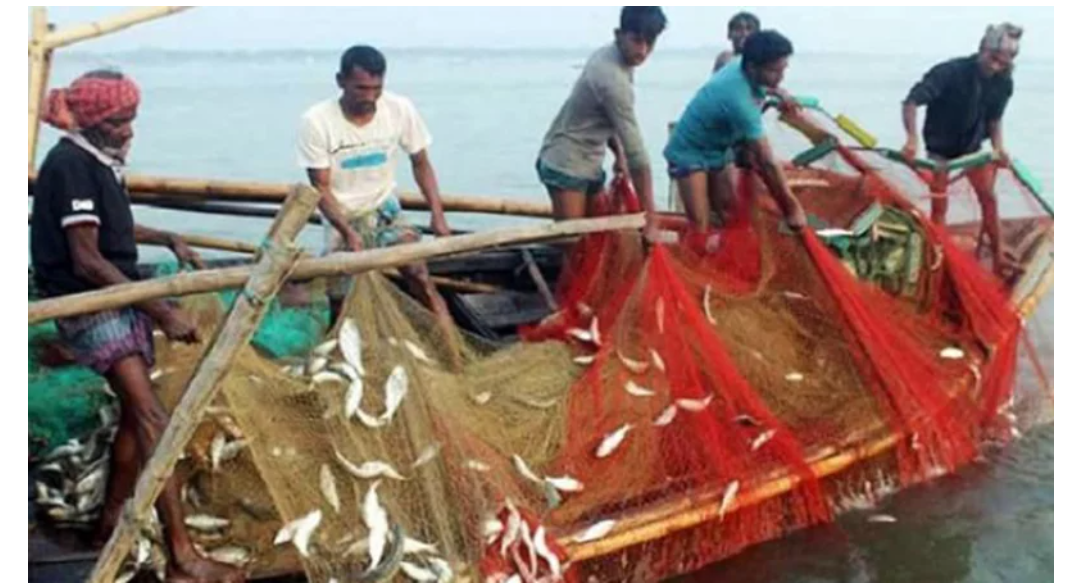 উপকূলে ফের ৮ মাসের জাটকা নিষেধাজ্ঞা, বিপাকে জেলেরা