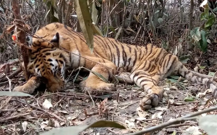 ‎সুন্দরবনে চোরা শিকারিদের লোভের মরন ফাঁদে বাঘ