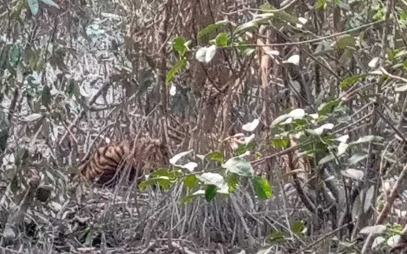 ‎সুন্দরবনে হরিণ শিকারীর পাতা ফাঁদে আটকা পড়েছে বাঘ