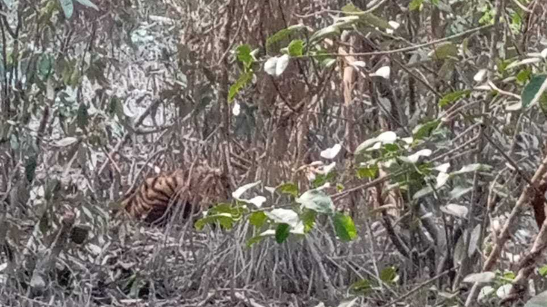 ‎সুন্দরবনে হরিণ শিকারীর পাতা ফাঁদে আটকা পড়েছে বাঘ